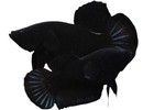 Breeding Pair Betta Tropical Aquarium Live Fish