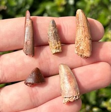 Kem Kem Dinosaur Teeth LOT OF 5 Pterosaur Abelisaur Sauropod Spinosaurus etc