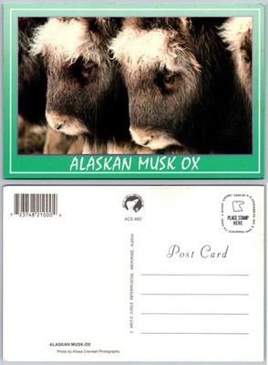 Continental Alaskan Musk Ox Herd Fur Postcard