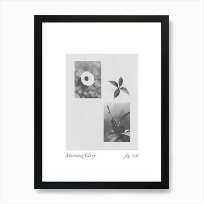 Morning Glory Botanical Collage 2 A Framed Wall Art Poster Canvas Print Picture