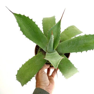 Agave americana x eborispina LONG FINAL SPINES - Amerikanische Agave Hybrid | Ja