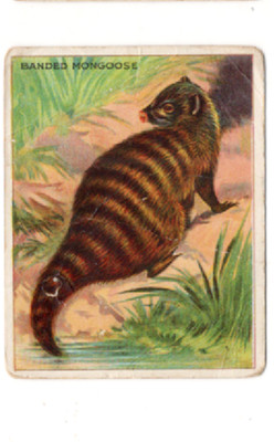 1910 T29 Hassan Animals BANDED MONGOOSE #9, Factory 30, 649, 1st we have