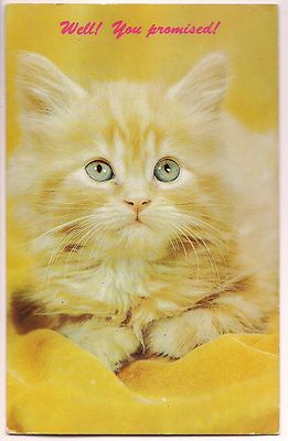 WELL YOU PROMISED! CAT KITTEN  Orange White TABBY Yellow Vintage Postcard Feline