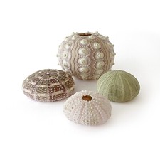 Sea Urchins, Natural Sea Urchins for Crafting, Aquarium Decorations - Pack of 5
