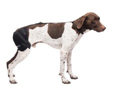 Caldera Hot Cold Gel Pack Pet Therapy Wrap Medium Hip Washable