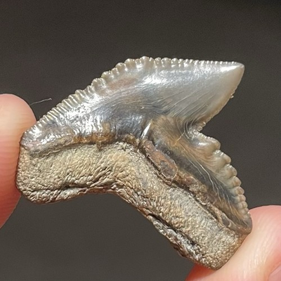 #ad TOP QUALITY TIGER SHARK TOOTH FOSSIL VENICE BEACH 1” SPECIMEN GRADE TOOTH $20.99