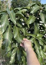 Mango Leaves FLORIDA100 Organic Freshly Picked 100  No pesticides ever used 