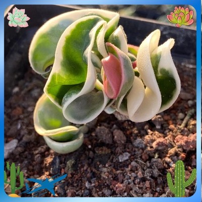 Succulent Plant Rolled leaf Hoya carnosa (L. f.) R. Br. Variegated 6-10CM