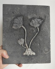 Natural Devonian prehistoric Jurassic biota crinoids Fossils Specimen