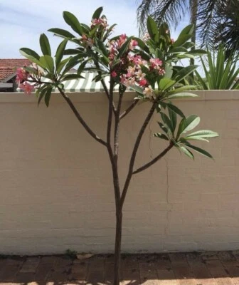 Frangipani Tree In Perth Region Wa Garden Gumtree Australia Free Local Classifieds