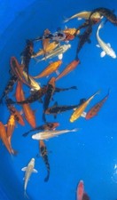 5 x 6-8" Koi Carp A High quality Direct from the farm 