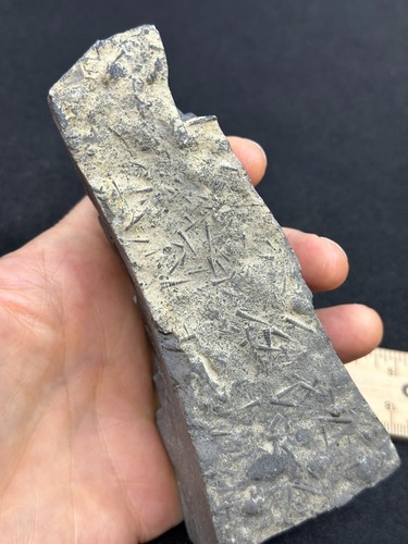 Huge Unknown Fossil Specimen- 341 Grams- Vintage Estate Find - Picture 8 of 10