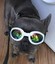 scratch.and.dent.frenchie_motley_salvage