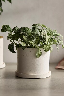 outdoor money tree plant Money Tree