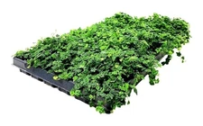 Ficus Oak Leaf | 2 Inch | Ficus religiosa | Low Maintenance | Hardy Groundcover