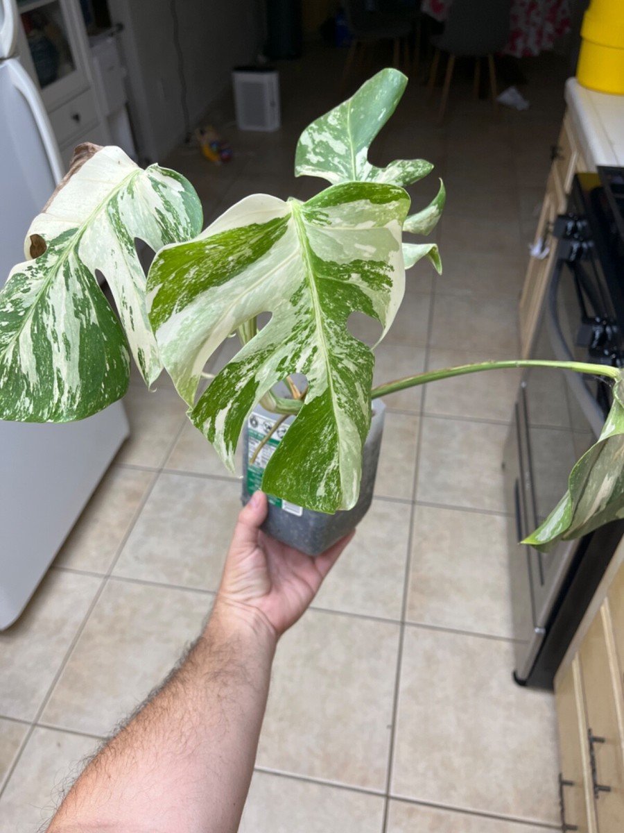 Variegated Monstera Mint Noid Small Plant. New Leaf The Mint Start To  Filling In | eBay
