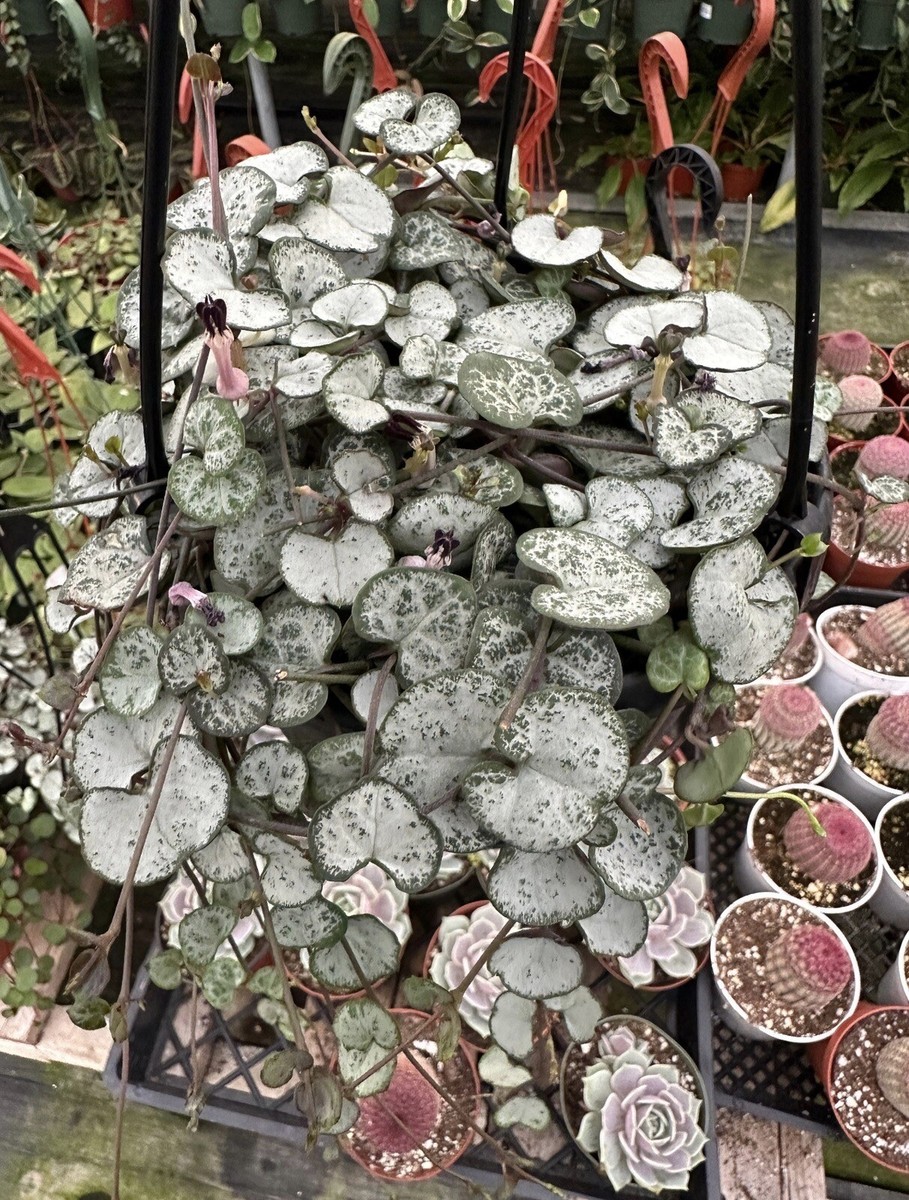 Silver Glory String of Hearts | Ceropegia Woodii in 6