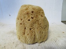 Medium Natural Sea Sponge Ocean Beach 4-1/2 x 5 inch Tall Unbleached