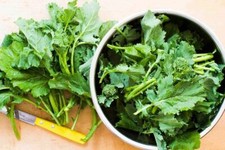 Broccoli Raab, Rapini Seeds, ,