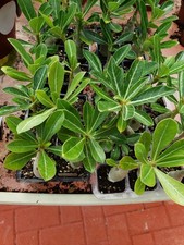 Set of two  Desert Rose  seedling Plants-3 to