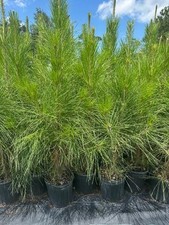 Loblolly Pine Trees 2 3ft Tall Live Rooted Trees Per
