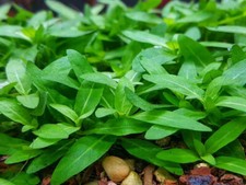  BUY 2 GET 1 FREE Staurogyne Repens Clump S. Repens Easy Live Aquarium Plants  