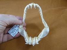 (SJ80-22) Rare 3-1/2" wide CROCODILE SHARK jaw sharks Pseudocarcharias kamoharai