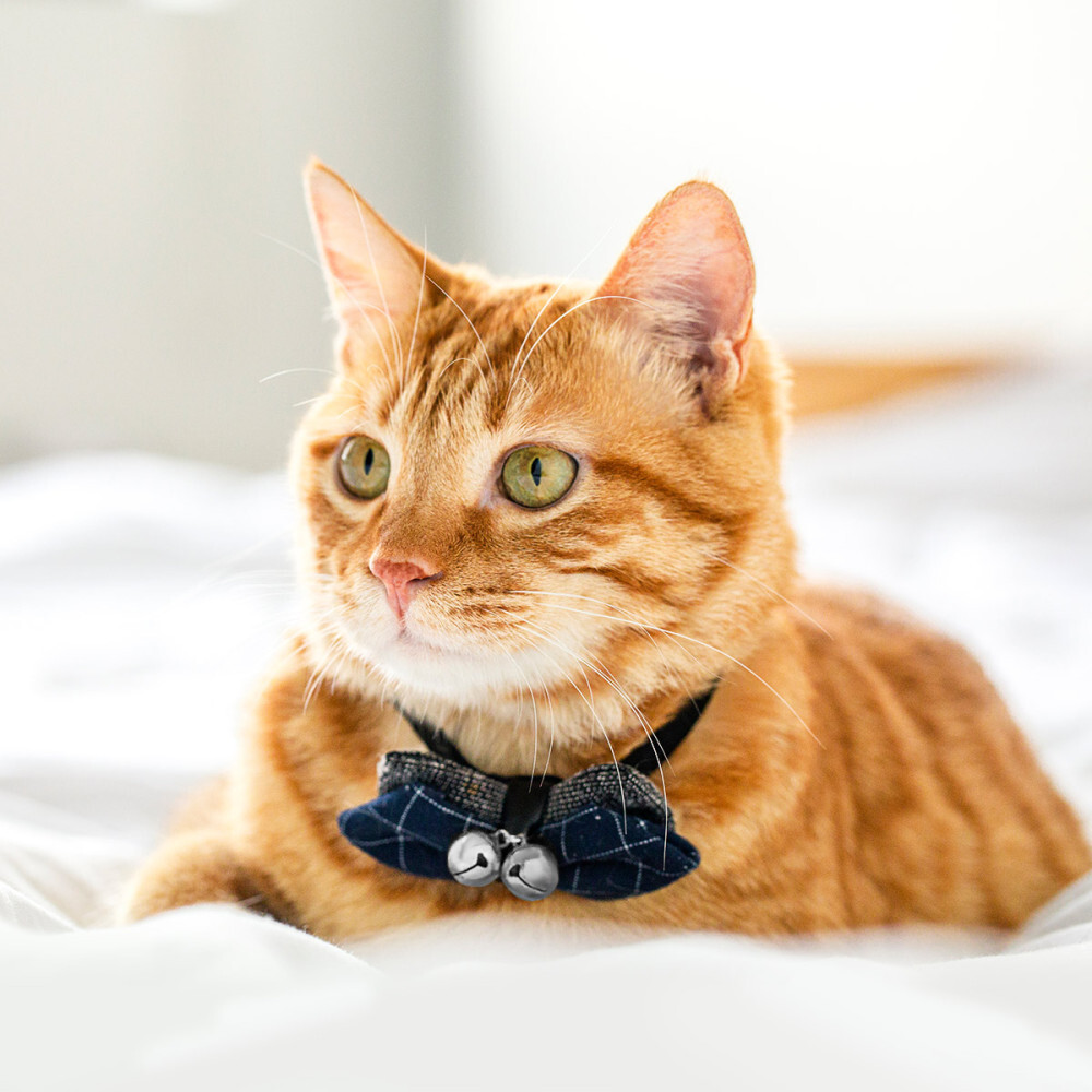 Collare per animali domestici forte campanella ciondolo campanelle ciondolo collare campanelle decorazione gatto accessori foto 2