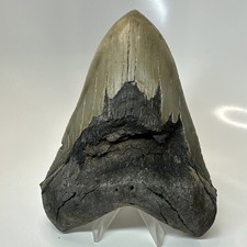 Megalodon Shark Tooth 5.64 Inch - Serrated - Authentic Fossil - Carolina 20736