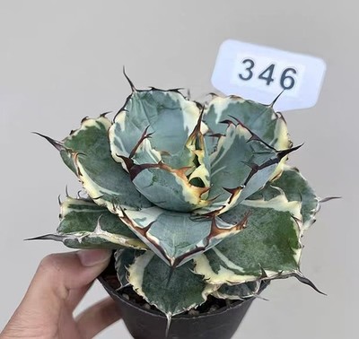 Pot 10cm Agave titanota 'Black and Blue' Variegated  Random 1/3/5pcs