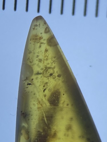 Clear Large Bug Belly, Fossil Inclusion, In Genuine Burmite Amber, 98MYO - Picture 6 of 6