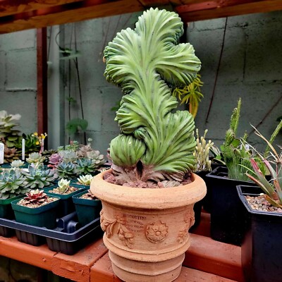 Handmade Italian Tuscan Terra Cotta Planter - Made in Italy