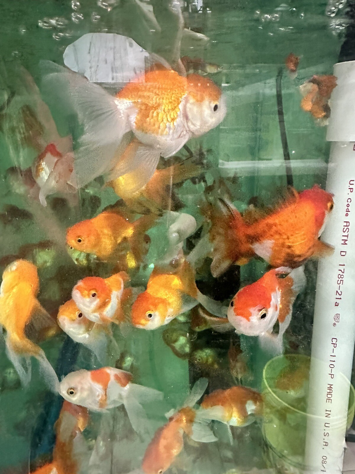 Oranda Goldfish Live Fish eBay