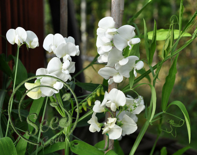 Garden Pink 15 Sweet Pea Lathyrus Odoratus Seeds Cut Flowers Sweet Pea Lathyrus Odoratus
