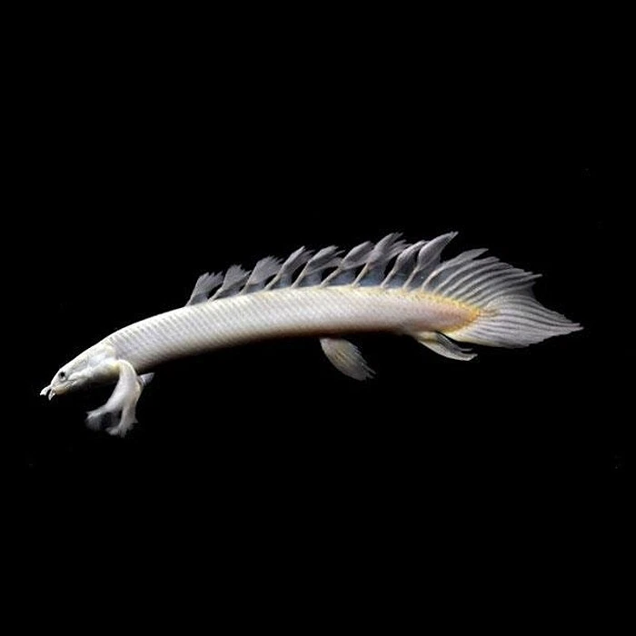 Dragon fish cheap pet