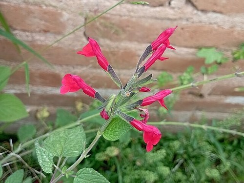 Salvia macrophylla | Andean Sage | 5 Seeds - Picture 2 of 6