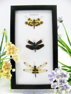 3 Real Beautiful Exotic Taxidermic Dragonflies in a Display Case - Mural 19