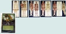 Gro&szlig;es anatomische Modell der Frau aus &bdquo;Ratgeber in gesunden und kranken Tagen&ldquo;