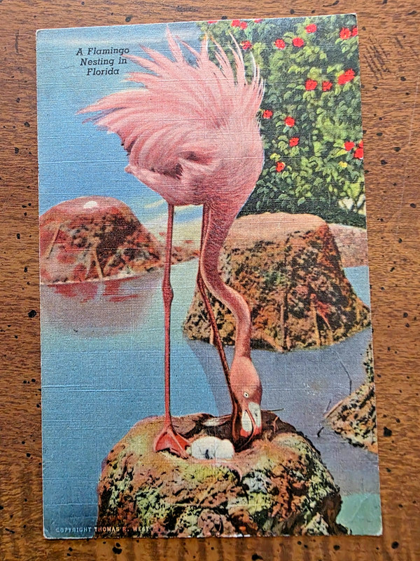 LINEN POSTCARD VIEW OF A FLAMINGO NESTING, HIALEAH PARK, MIAMI, FL, 1954