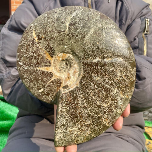 3.57LB Collection ! Natural Ammonite Shell Fossil Crystal Stone Mineral Specimen - Picture 1 of 12