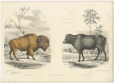 Antique Print of a Bison and Buffalo by Travies (c.1860) | eBay