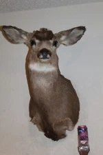 Mule Deer Head Shoulder Mount Taxidermy Mount Antler Hunt Whitetail Rack Hide