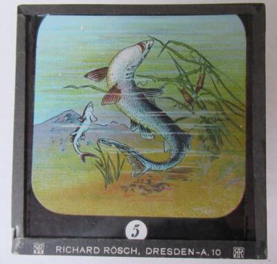 FISCHE - MEERESTIERE - HAIE etc Magische Laternenrutsche RICHARD ROSCH - DRESDEN
