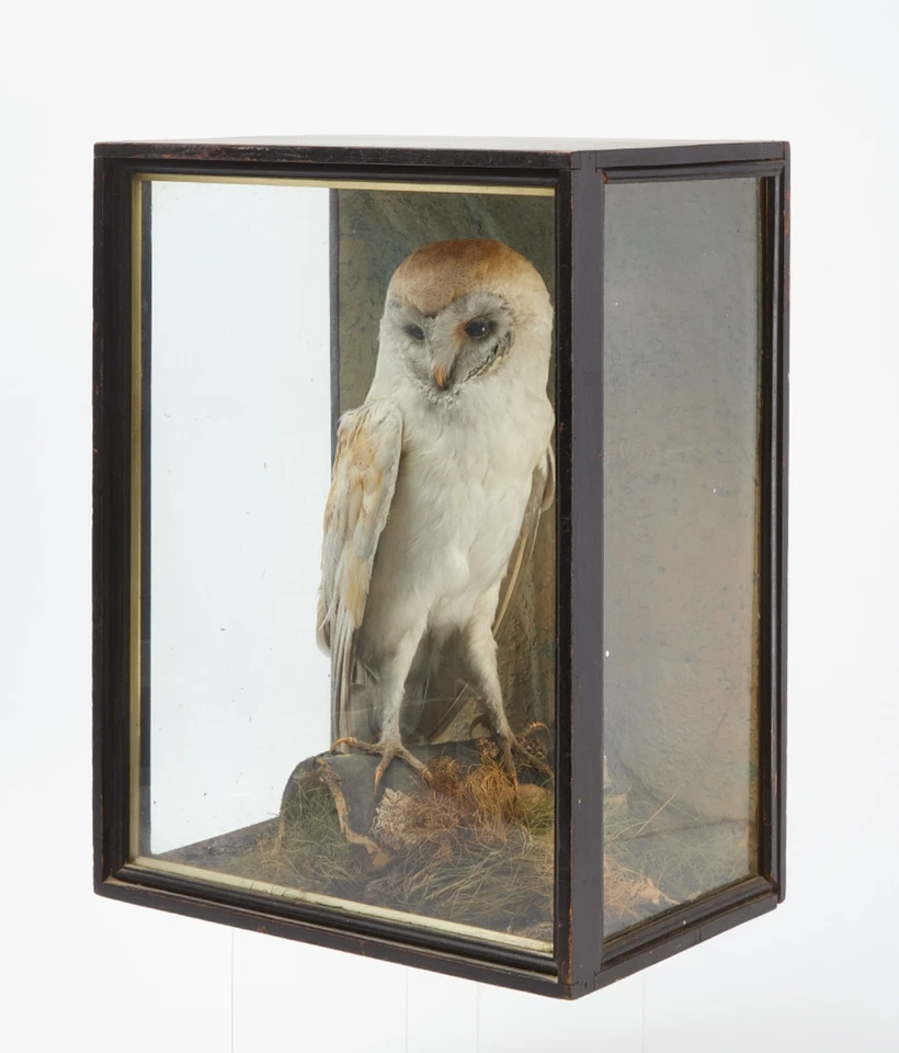 Surtidos de siete dioramas victorianos de aves del siglo XIX Foto 2 de 4