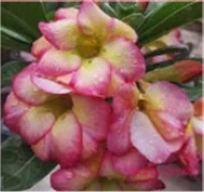 1  HYBRID DESERT ROSE (ADENIUM OBESUM) "VANILA" SEEDLING - NO POT
