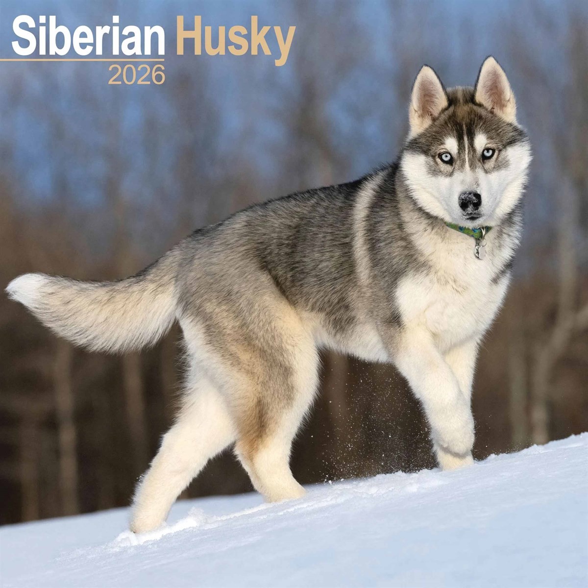 Siberian Husky Calendar 2026, Wall Calendars, Month To View, Dogs, Gift