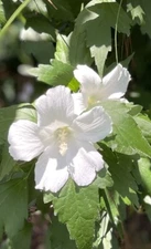 Rose Of Sharon Hibiscus Live Plant with Roots 12”+ Tall Solid White Flowers