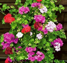 Geranium Pelargonium peltatum F2 Speedy mixed 16 seeds + FREE PLANT LABEL