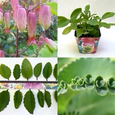 15 Kalanchoe Pinnata Miracle Leaf Plant Succulent - Bryophyllum Pinnatum