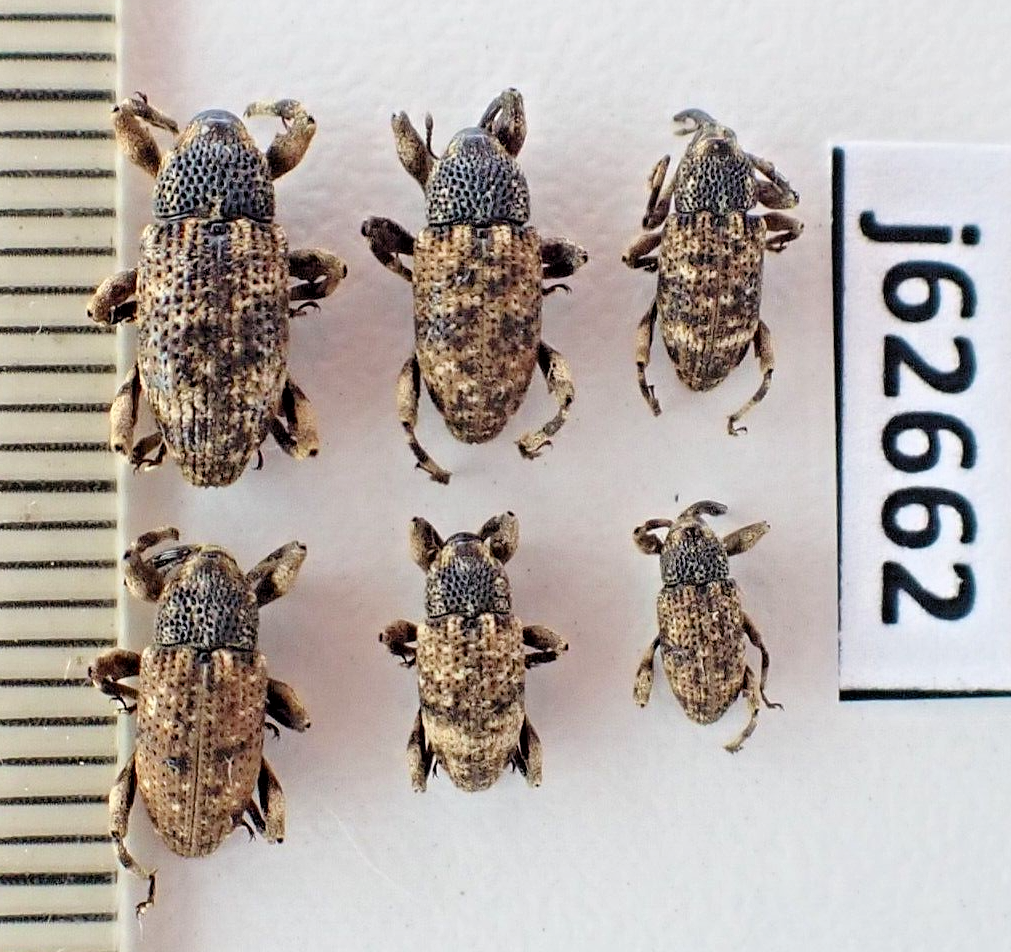 j62662. Insects, Curculionidae sp. Vietnam South | eBay